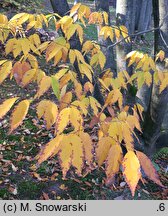 Zelkova serrata (brzostownica japońska)