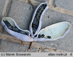 Decaisnea fargesii (palecznik chiński)