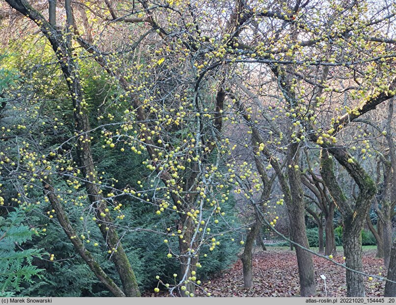 Malus Wintergold