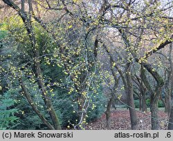 Malus Wintergold
