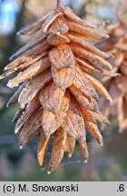 Ostrya carpinifolia (chmielograb europejski)
