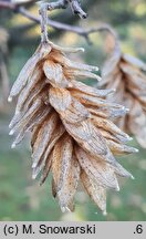 Ostrya carpinifolia (chmielograb europejski)