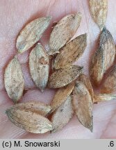 Ostrya carpinifolia (chmielograb europejski)