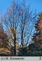 Ostrya carpinifolia (chmielograb europejski)