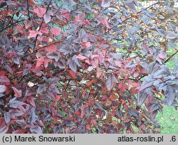 Physocarpus opulifolius Diable d'Or