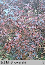 Physocarpus opulifolius Diable d'Or