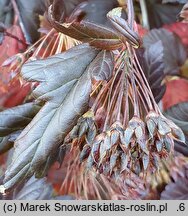 Physocarpus opulifolius Diable d'Or