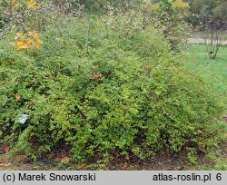 Symphoricarpos orbiculatus (śnieguliczka koralowa)