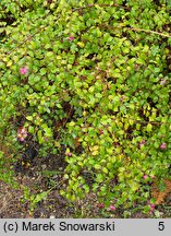 Symphoricarpos orbiculatus (śnieguliczka koralowa)