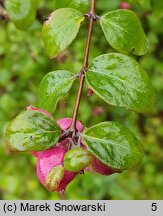 Symphoricarpos orbiculatus (śnieguliczka koralowa)