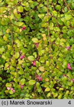 Symphoricarpos orbiculatus (śnieguliczka koralowa)