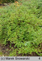 Symphoricarpos orbiculatus (śnieguliczka koralowa)