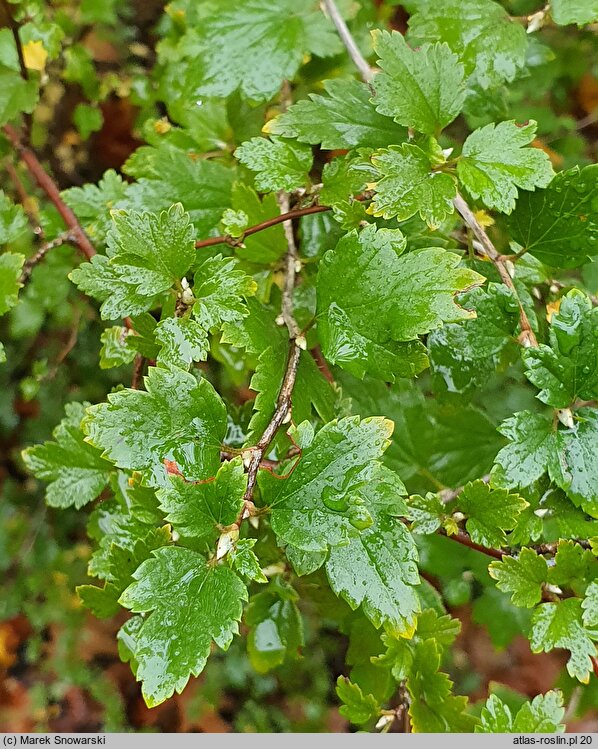 Ribes speciosum (porzeczka okazała)