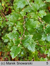 Ribes speciosum (porzeczka okazała)