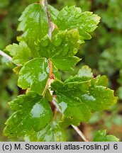 Ribes speciosum (porzeczka okazała)