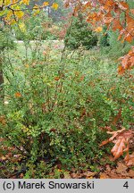 Ribes speciosum (porzeczka okazała)