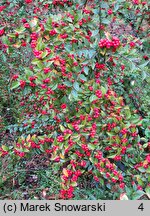 Cotoneaster bullatus (irga pomarszczona)