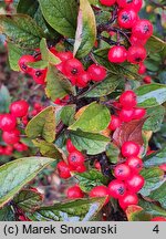 Cotoneaster bullatus (irga pomarszczona)