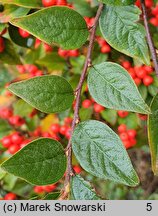 Cotoneaster bullatus (irga pomarszczona)