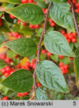 Cotoneaster bullatus (irga pomarszczona)