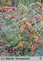 Cotoneaster bullatus (irga pomarszczona)