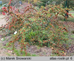 Cotoneaster bullatus (irga pomarszczona)