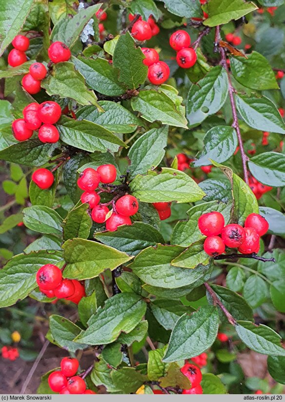 Cotoneaster bullatus (irga pomarszczona)