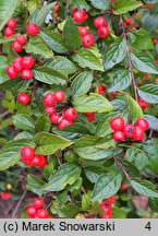 Cotoneaster bullatus (irga pomarszczona)