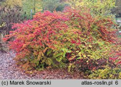 Berberis thunbergii (berberys Thunberga)