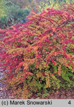 Berberis thunbergii (berberys Thunberga)