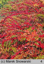 Berberis thunbergii (berberys Thunberga)