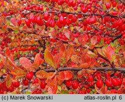 Berberis thunbergii (berberys Thunberga)