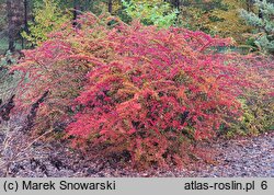 Berberis thunbergii (berberys Thunberga)