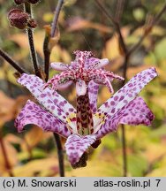 Tricyrtis hirta (trójsklepka owłosiona)