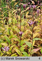 Tricyrtis hirta (trójsklepka owłosiona)