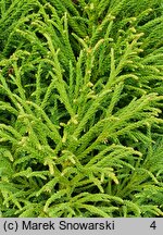 Cryptomeria japonica Little Champion