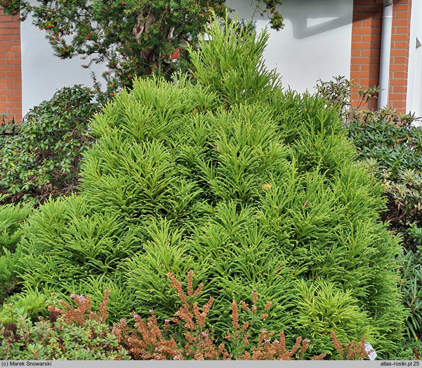 Cryptomeria japonica Little Champion