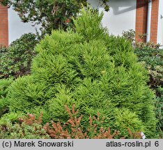 Cryptomeria japonica Little Champion