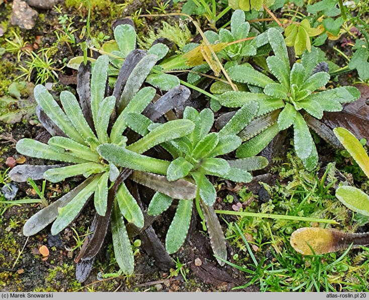 Saxifraga valdensis