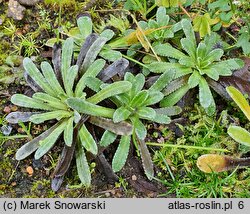 Saxifraga valdensis