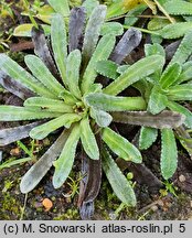 Saxifraga valdensis