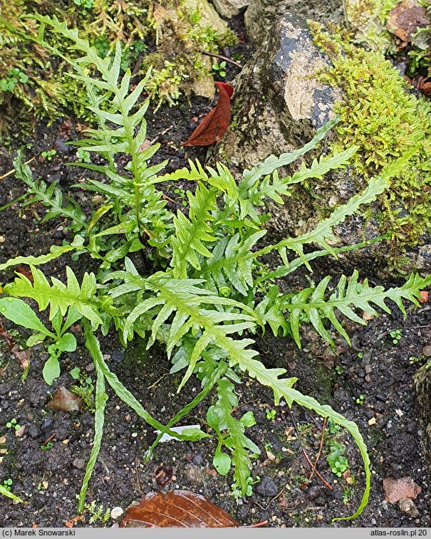 Asplenium ebenoides (zanokcica hebanowa)