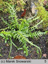 Asplenium ebenoides (zanokcica hebanowa)