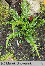 Asplenium ebenoides (zanokcica hebanowa)