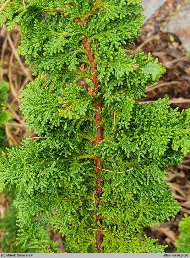 Chamaecyparis obtusa Filicoides