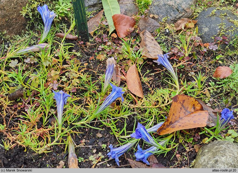 Gentiana sino-ornata (goryczka jesienna)