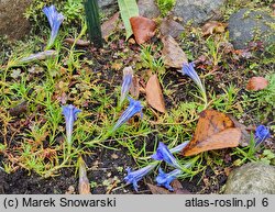 Gentiana sino-ornata (goryczka jesienna)