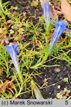 Gentiana sino-ornata (goryczka jesienna)