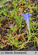 Gentiana sino-ornata (goryczka jesienna)