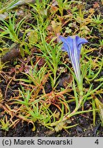 Gentiana sino-ornata (goryczka jesienna)